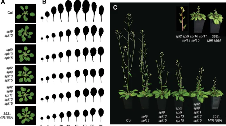 Fig 5. The phenotypes of spl mutant lines. (A) Rosettes of 21-day-old Col and spl mutants (SD)