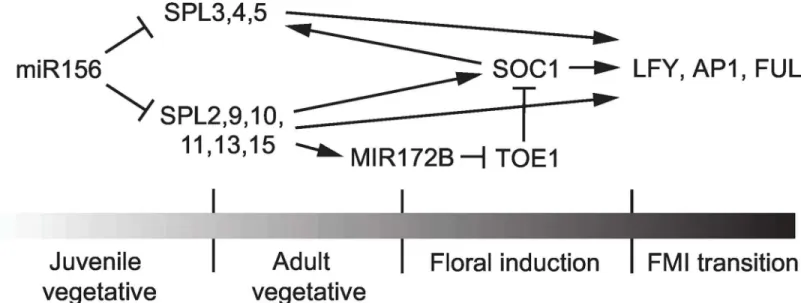 Fig 9. Regulatory interactions between SPL genes and genes involved in floral induction and the floral meristem identity transition