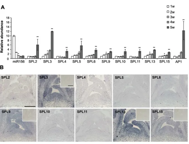 Fig 1. The abundance of miR156-regulated SPL transcripts in the shoot apices of wild-type Col grown in SD 