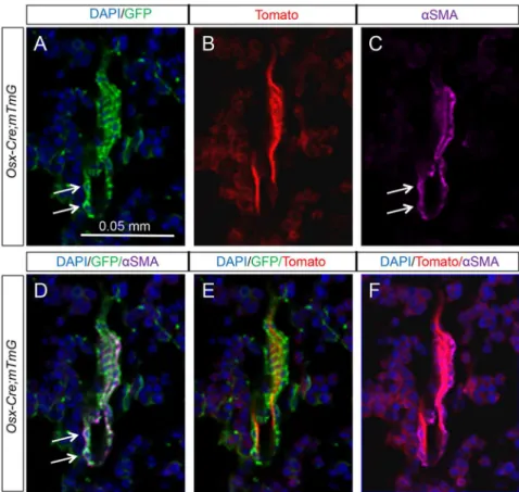 Figure 4. Osx-Cre marks perivascular smooth muscle cells in bone marrow. (A–C) Confocal images of EGFP (A), tdTomato (B), and a SMA (C) on longitudinal sections of tibias from two-month-old Osx-Cre; R26-mT/mG mice