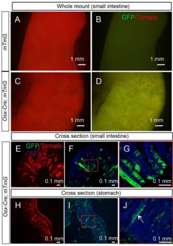 Figure 6. Osx-Cre targets gastric and intestinal epithelia. (A–D) Direct fluorescence of tdTomato (A, C) and EGFP (B, D) in whole-mount small intestine of two-month-old R26-mT/mG (A, B) or Osx-Cre; R26-mT/