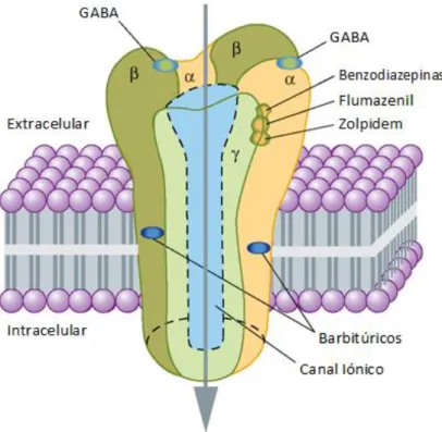 Figura 4.1 – Ilustração do modelo do recetor GABA A .(6) 