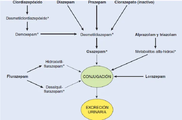 Figura 5.1 – Esquema da biotransformação das BZDs.(6) 