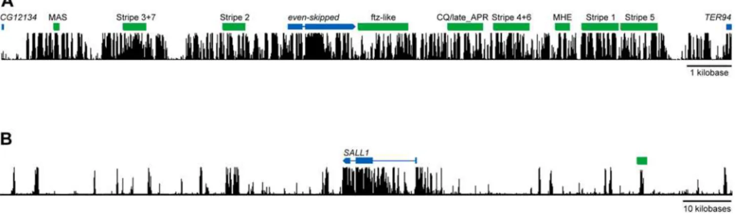 Figure 3. Tephritid genomes are larger than Drosophila genomes. Phylogenetic relationships and approximate divergence times of several dipteran species (left) are shown along with experimentally determined haploid genome sizes (right), drawn from the Anima
