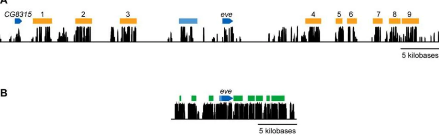 Figure 4. Landscape of sequence conservation in tephritids and Drosophila (eve). A) Phastcons [44] (version v0.9.9.6b) estimated posterior probabilities of conservation in four tephritids for 60 kb surrounding the C