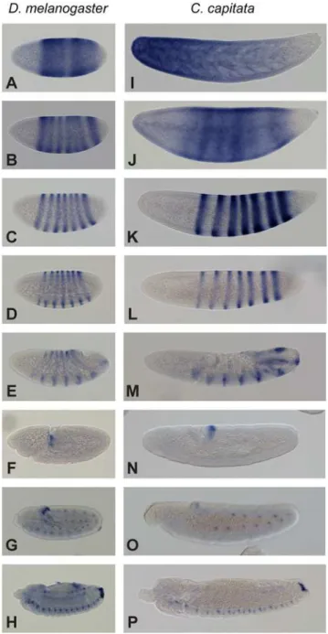 Figure 6. Native expression pattern of eve in Drosophila melanogaster and Ceratitis capitata 