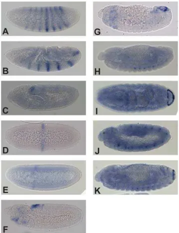 Table 3. Conserved non-coding sequenced in C. capitata even-skipped locus