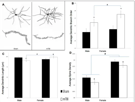 Fig 3. Neuroanatomical findings from STD animals for the NAc medium spiny neurons. A) exhibits a representative tracing of average medium spiny neurons and dendritic spines from the NAc in sham and mTBI animals; B) graphical representation of dendritic bra