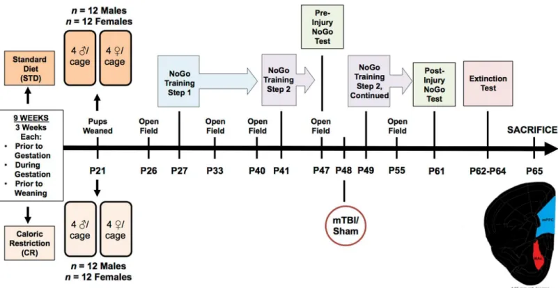 Fig 1. Illustrative representation of the experimental paradigm, which includes the age that each rat underwent behavioural testing, mTBI, and sacrifice.