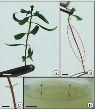Figure 1. Standardization of explants of Eucalyptus arranged in the  culture medium, bar = 1 cm