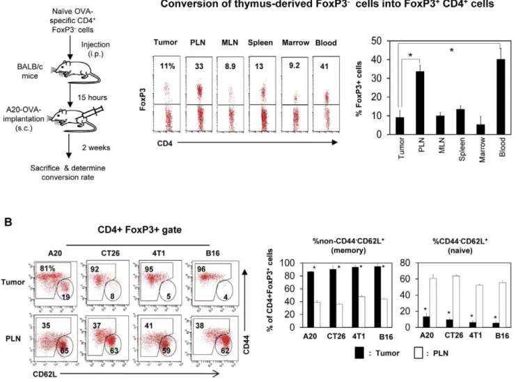Figure 2. Induction of FoxP3 + regulatory T cells in tumors is inefficient, and most tumor-infiltrating FoxP3 + T cells have the memory phenotype