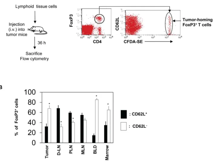 Figure 4. Memory type FoxP3 + regulatory T cells are more efficient than naı¨ve type FoxP3 + T cells in migration into tumors