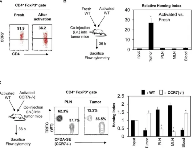 Figure 5. FoxP3 + cells lose CCR7 expression upon antigen priming, and only antigen primed CCR7 low cells can efficiently migrate into tumors