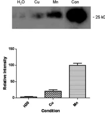 Figure 7. Role of metal binding sites in PrP survival. A recombinant PrP mutant was generated that had the six N-terminal histidines replaced with alanines