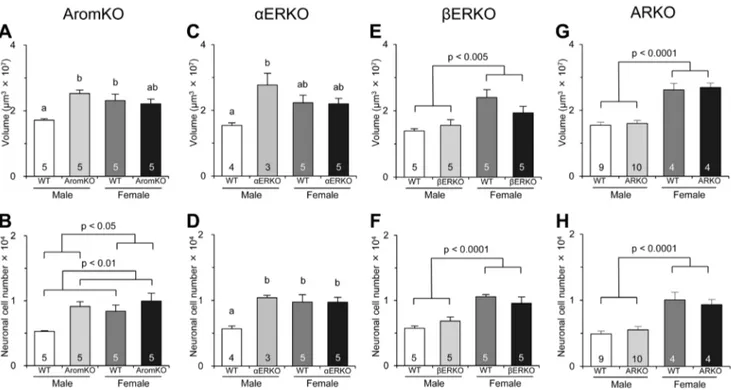 Figure 2. Effects of aromatase, ERa, ERb, and AR gene deletions on the AVPV. The volume (A, C, E, and G) and neuronal cell number (B, D, F, and H) in the AVPV of WT, AromKO, aERKO, bERKO, and ARKO mice