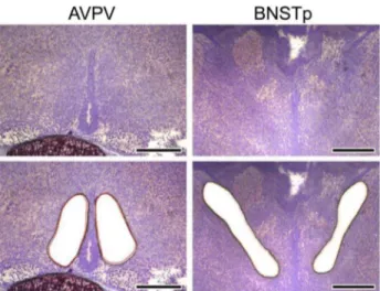 Figure 5. Gene expression in the AVPV of WT and ARKO mice on ED18 and PD4. The mRNA levels of AR (A), aromatase (B), and ERa (C) were normalized to the amount of total RNA