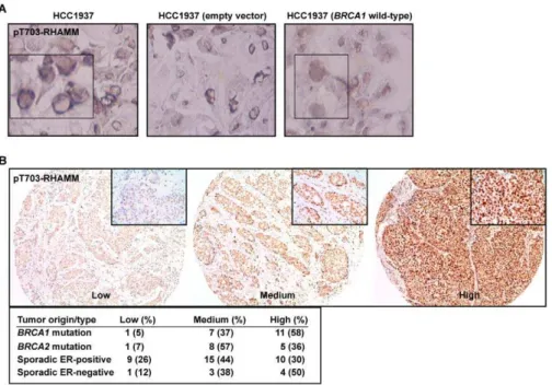 Figure 7. pT703-RHAMM expression in BRCA1 mutant breast cancer cells and tumors. (A) pT703-RHAMM staining is strong at the nuclear envelope of HCC1937 cells (BRCA1 mutated or transduced with an empty vector; left and middle panels, respectively) but homoge