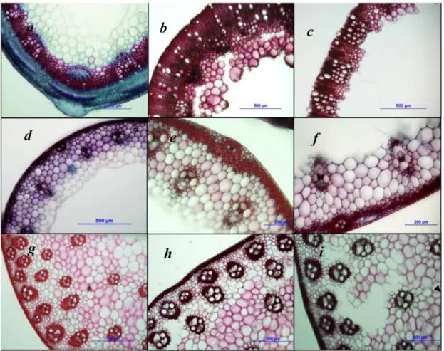 Fig 2. Transverse sections of alfalfa, rye and corn stems before and after degradation