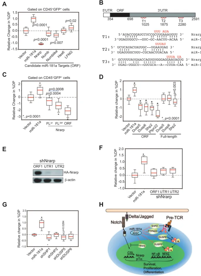 Figure 7. mir-181ab1 controls the negative feedbacks in NOTCH1 and pre-TCR pathways during normal thymocyte development
