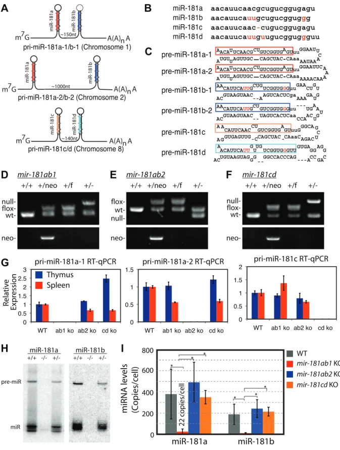 Figure 1. Generation of conditional mir-181 alleles in mice. (A) Schematics of putative primary miR-181 transcripts
