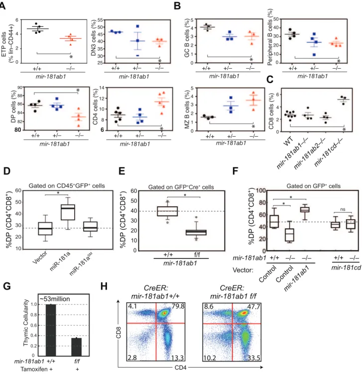 Figure 2. Effects of mir-181ab1 deletion on normal development. (A and B) Effects of germline deletion of mir-181ab1 on (A) T lymphocyte and (B) B lymphocyte development (*, p , 0.05, Mann-Whitney rank sum tests)