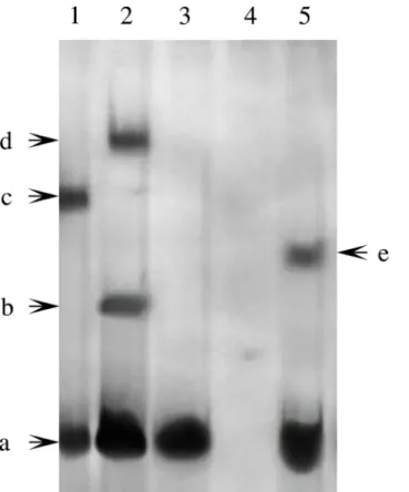 Fig 6. Pf-Rel could bind to the promoter of Nacrein (EMSA). Nuclear proteins extracted from the gills of P.