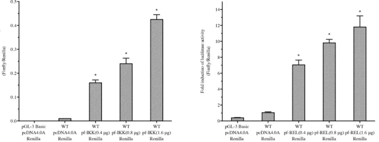 Fig 2. Pf-IKK and Pf-Rel increased the Nacrein promoter activity. Increasing doses (0, 0.4 μg, 0.8 μg and 1.6 μg) of pcDNA4.0A/Pf-IKK (A) or pcDNA4.0A/Pf-Rel (B) were co-transfected with pGL3-Nacrein promoter Luciferase plasmids into Hela cells