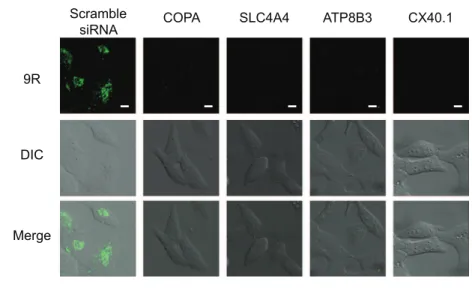 Figure 1. Examination of FITC-9R entry in siRNA treated cells. Analysis of FITC-9R uptake in HeLa cells transfected with siRNAs against COPA, SLC4A4, ATP8B3, and CX40.1