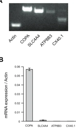 Figure 2. Expression of 4 identified genes in HeLa cells. (A) Agarose gel electrophoresis showing PCR amplification products for COPA, SLC4A4, ATP8B3, and cX40.1