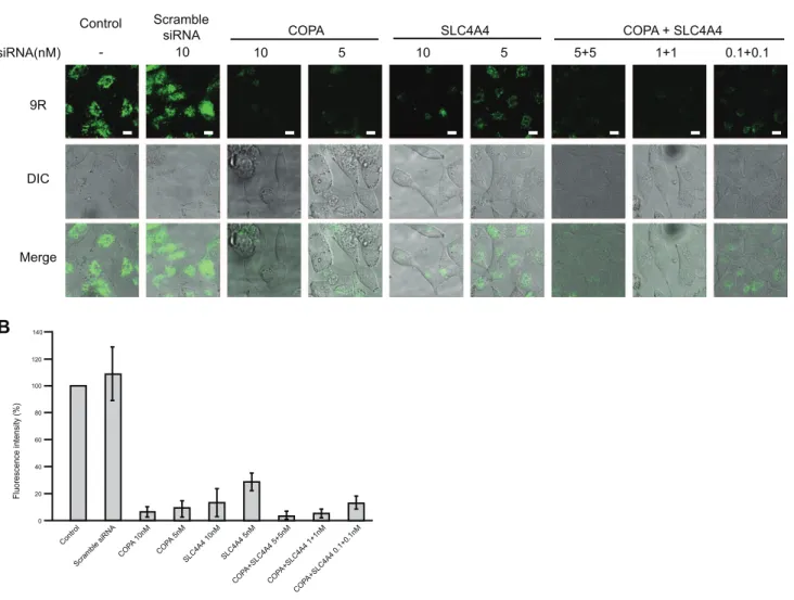 Figure 4. Double knockdown of COPA and SLC4A4 in HeLa cells. (A) HeLa cells were transfected with COPA and/or SLC4A4 siRNAs and cultured for 72 h