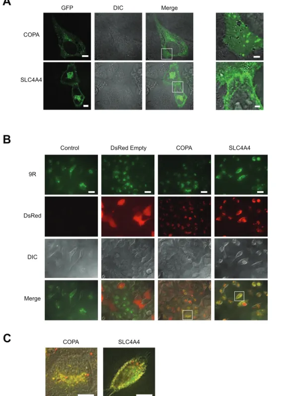 Figure 5. COPA and SLC4A4 co-localized with FITC-9R. (A) Confocal images of EGFP-COPA and EGFP-SLC4A4 localization in HeLa cells