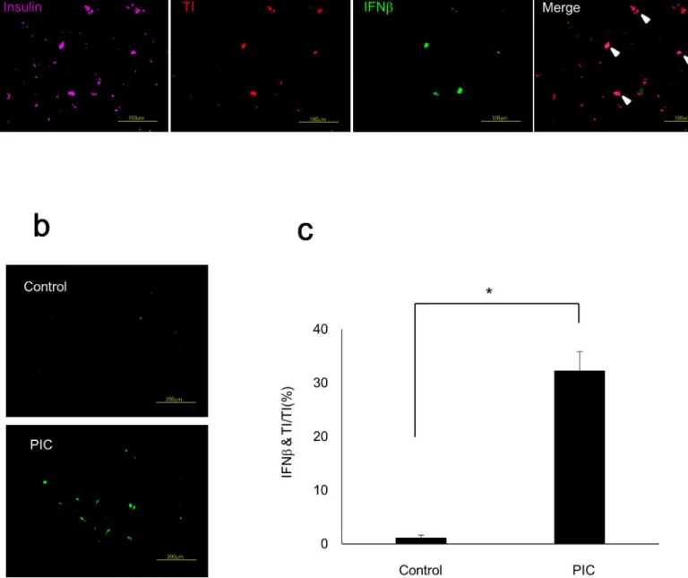Fig 5. PIC transfection increased IFNβ in insulin-producing cells differentiated from human iPS cells