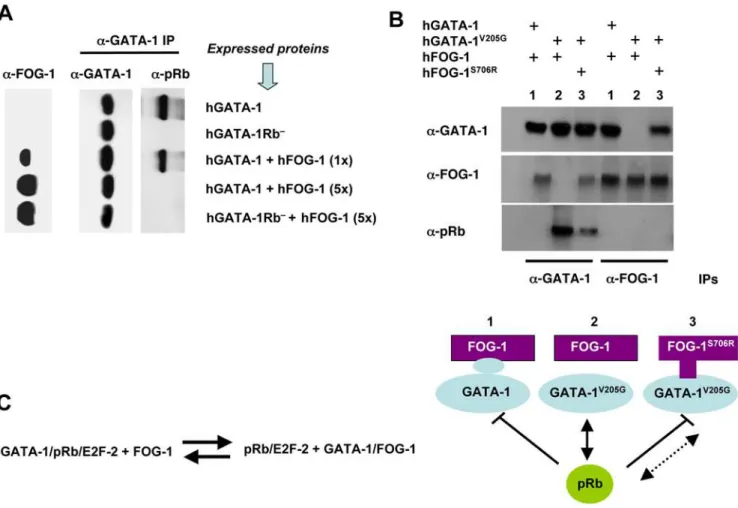 Figure 2. FOG-1 interferes with GATA-1/pRb association. (A) Co-IPs, by means of an anti(a)-GATA-1 Ab, of nuclear extracts from retrovirally transduced NIH-3T3 cells expressing hGATA-1 or hGATA-1Rb 2 and from the same cells after subsequent transient transf