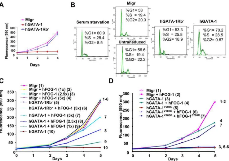 Figure 3. GATA-1/pRb interaction is required for GATA-1–mediated G1/S phase arrest of cell proliferation, which is antagonized by FOG-1 in vitro
