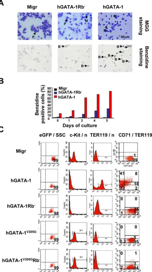 Figure 5. GATA-1, FOG-1, and pRb/E2F-2 interplay regulates the differentiation of G1E cells