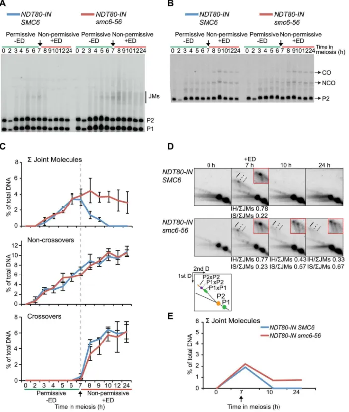 Figure 5. Smc6 protein function is required to resolve a subset of joint molecules. Cells were accumulated in an ndt80 arrest at permissive temperature (green lines, 2ED) until NDT80 induction when cultures were shifted to non-permissive temperature (red l