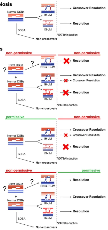 Figure 8. Model for the role of the Smc5/6 complex during meiosis. Schematic diagram depicting the result of having non-functional Smc6 protein before and/or after NDT80 induction as indicated (red = non-permissive/non-functional, green = permissive/functi