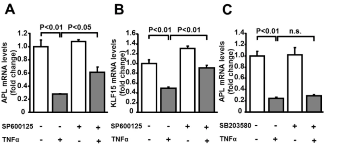 Figure 5. Ablation of KLF15 by siRNA reduces adipolin expression in adipocytes. KLF15, adipolin (APL) and adiponectin (APN) mRNA levels were determined by quantitative RT-PCR method