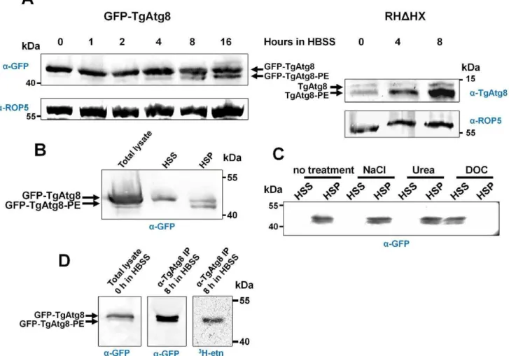 Figure 4. TgAtg8 exists both in soluble and membrane-associated forms that can be separated by urea SDS-PAGE
