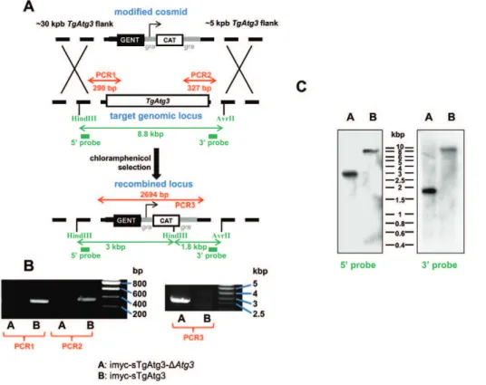 Figure 7. Generation of a TgAtg3 conditional knock out mutant. A. Schematic representation of the strategy