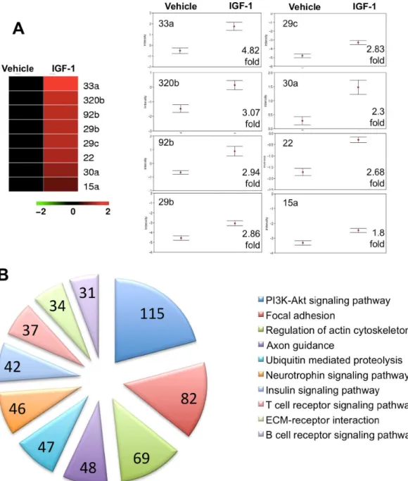 Figure 2. MiRNA regulation by IGF-1 in the ischemic brain at 4h post stroke. MiRNAs that were significantly regulated (adjusted for FDR) are graphically represented in a heat map format