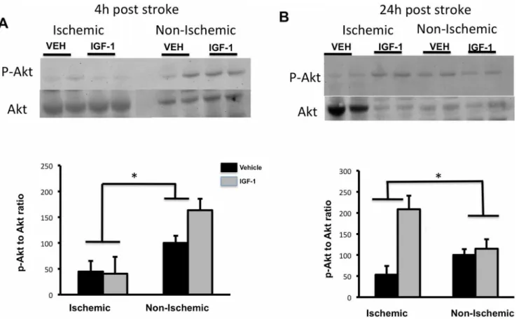 Figure 3. Phospho-Akt and Akt expression in post-ischemic brain. pAkt and pan-Akt levels were analyzed by Western blot (top panels)