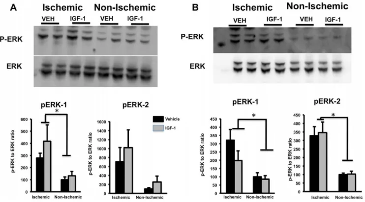 Figure 4. Phospho-ERK and pan ERK expression in post-ischemic brain. pERK and pan ERK were analyzed by Western blot (top panels)
