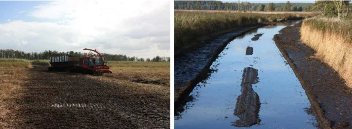 Figure 1. Damage caused by harvesting machinery on wet peatland. Left: damaged sward on the transport  route across a field after repeated crossings; right: access route with destroyed surface peat layer after 40–