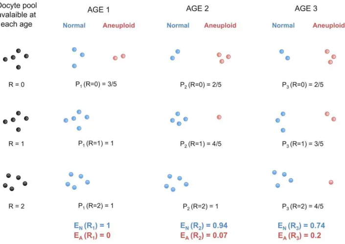 Figure 4. Protection against non-disjunction may be reduced as women ages. We propose that protection given by high recombination becomes less efficient with increasing maternal age