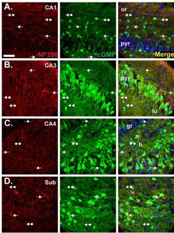 Figure 5. Double labelling for cGMP and the neuronal marker, NeuN. Experimental conditions were as in Figure 4A (1 mM BAY  60-7550, 10 mM BAY 41-2272, 10 mM DEA/NO)