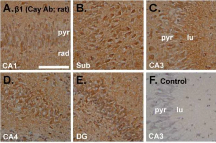Figure 8. Immunoperoxidase staining using an antibody raised against the NO receptor-guanylyl cyclase b1 subunit