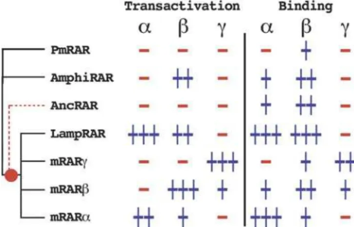 Figure S1. Conservation/Divergence of the Sequences Used in the Present Study