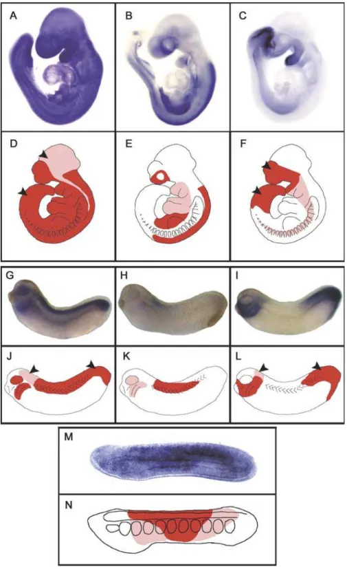 Figure 5. Schematic Representation of the Expression Territories of RARs