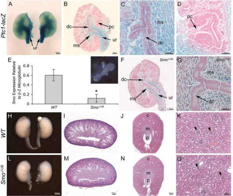 Figure 1. Ptc1-lacZ expression and site of HH signaling activity in the developing murine kidney